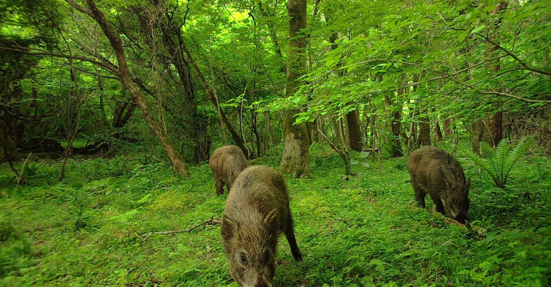 멧돼지 사진 - 멧돼지과 특징: 몸길이 1~1.8m, 긴 주둥이·엄니, 검은 털, 산림