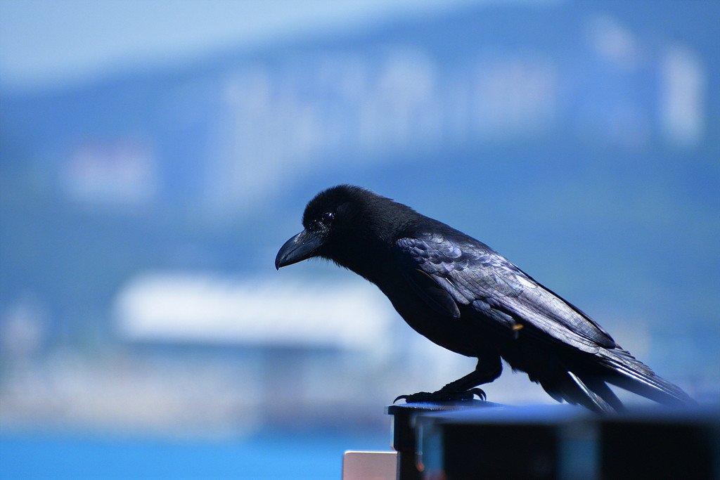 큰부리까마귀 사진 - 까마귀과 특징: 몸길이 50cm, 큰 붉은 부리·검은 몸, 산림·고산 