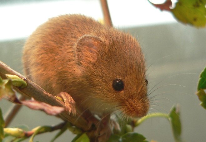 멧밭쥐 사진 - 쥐과 특징: 몸길이 10~15cm, 농경지 해충, 겨울 저체온증 견