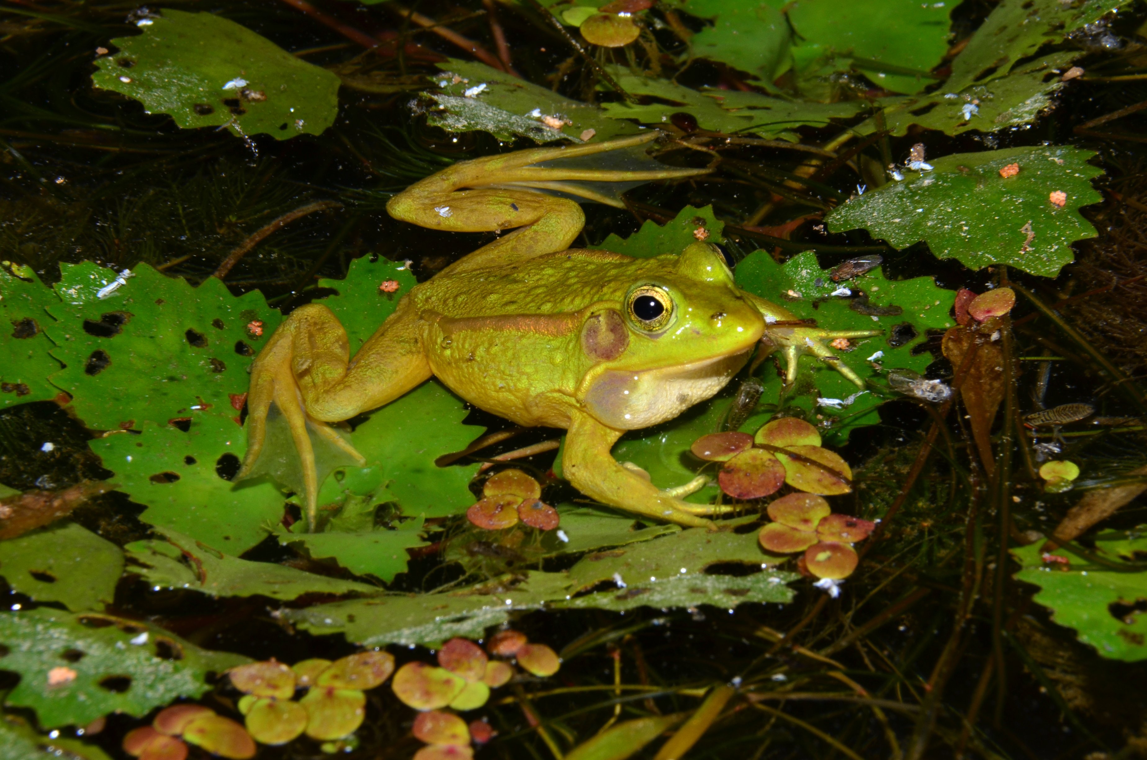 금개구리 사진 - 개구리과 특징: 몸길이 5~7cm, 금색·녹색 피부·검은 무늬, 논·습