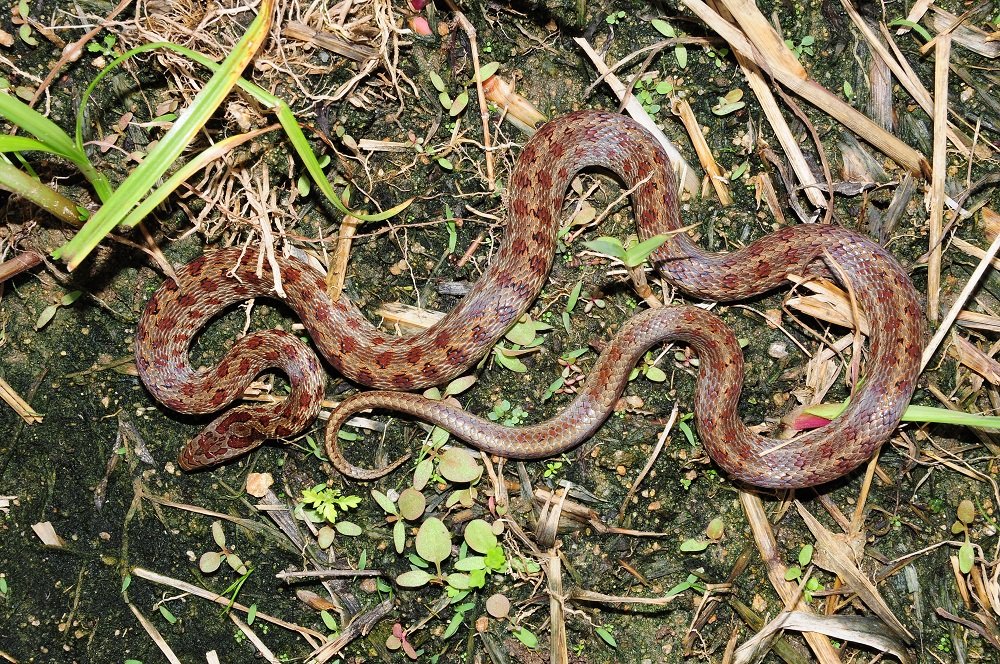 누룩뱀 사진 - 뱀과 특징: 몸길이 80~120cm, 갈색·누룩색 무늬, 산림·초지