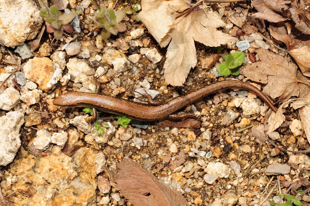 도마뱀 사진 - 도마뱀과 특징: 몸길이 15~25cm, 녹색·갈색 비늘, 벽·바위 서식