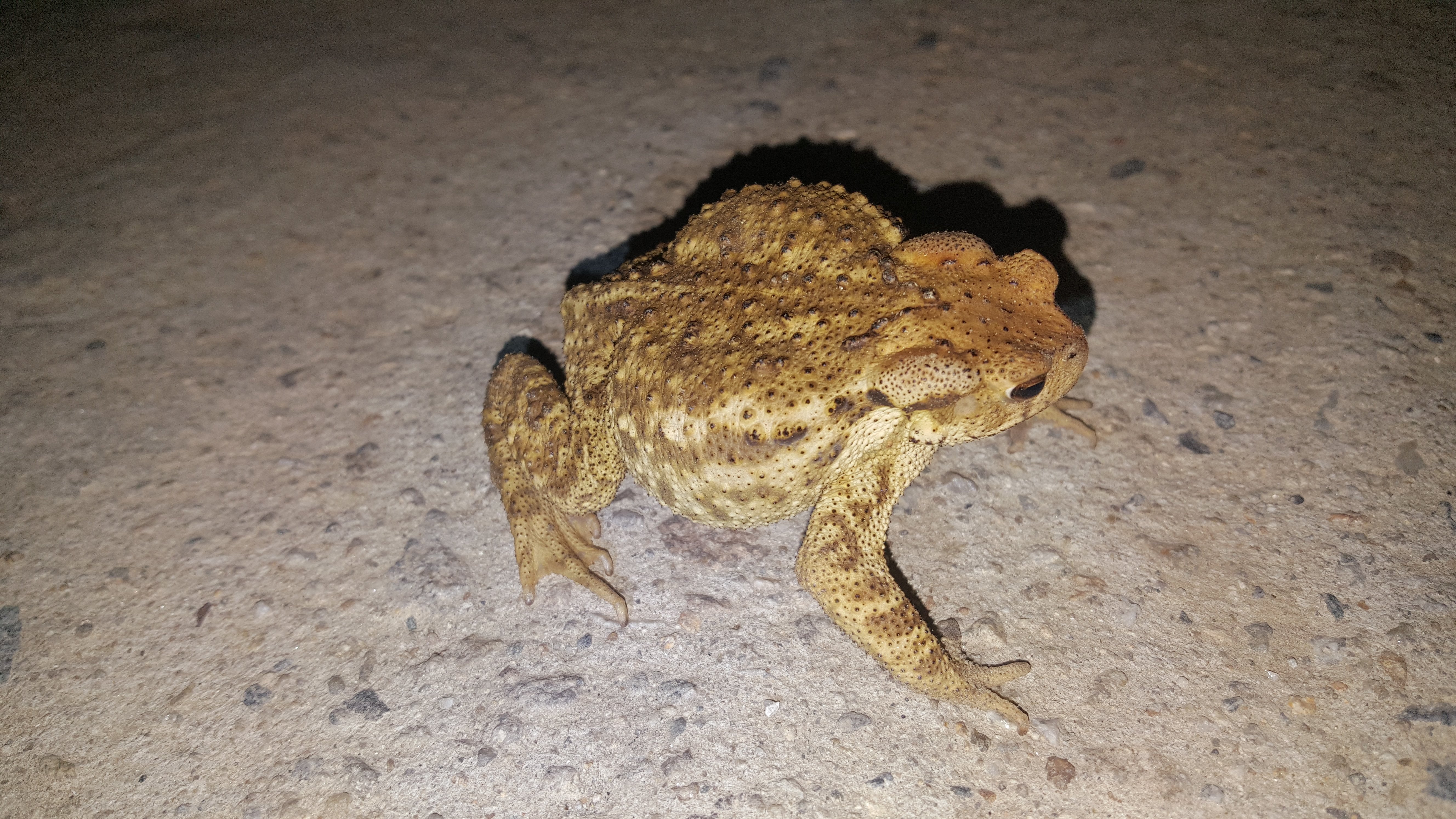 두꺼비 사진 - 두꺼비과 특징: 몸길이 8~12cm, 거친 돌기 피부·갈색·회색, 등에