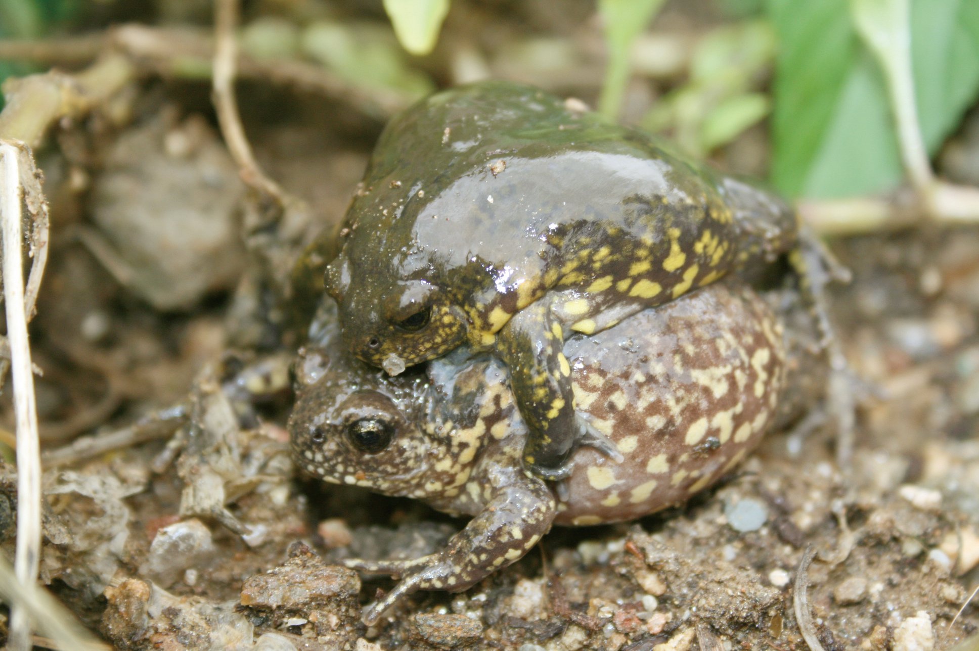 맹꽁이 사진 - 맹꽁이과 특징: 몸길이 4~5cm, 둥근 몸·검은·갈색 피부, 