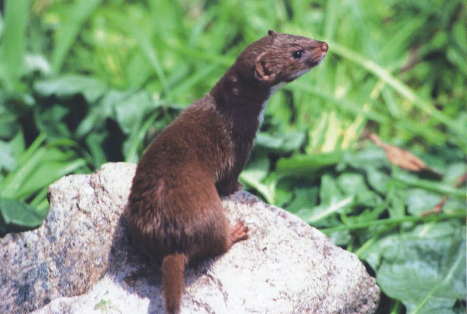 무산쇠족제비 사진 - 족제비과 특징: 몸길이 20~30cm, 발바닥 털 없음, 산악·숲 서식