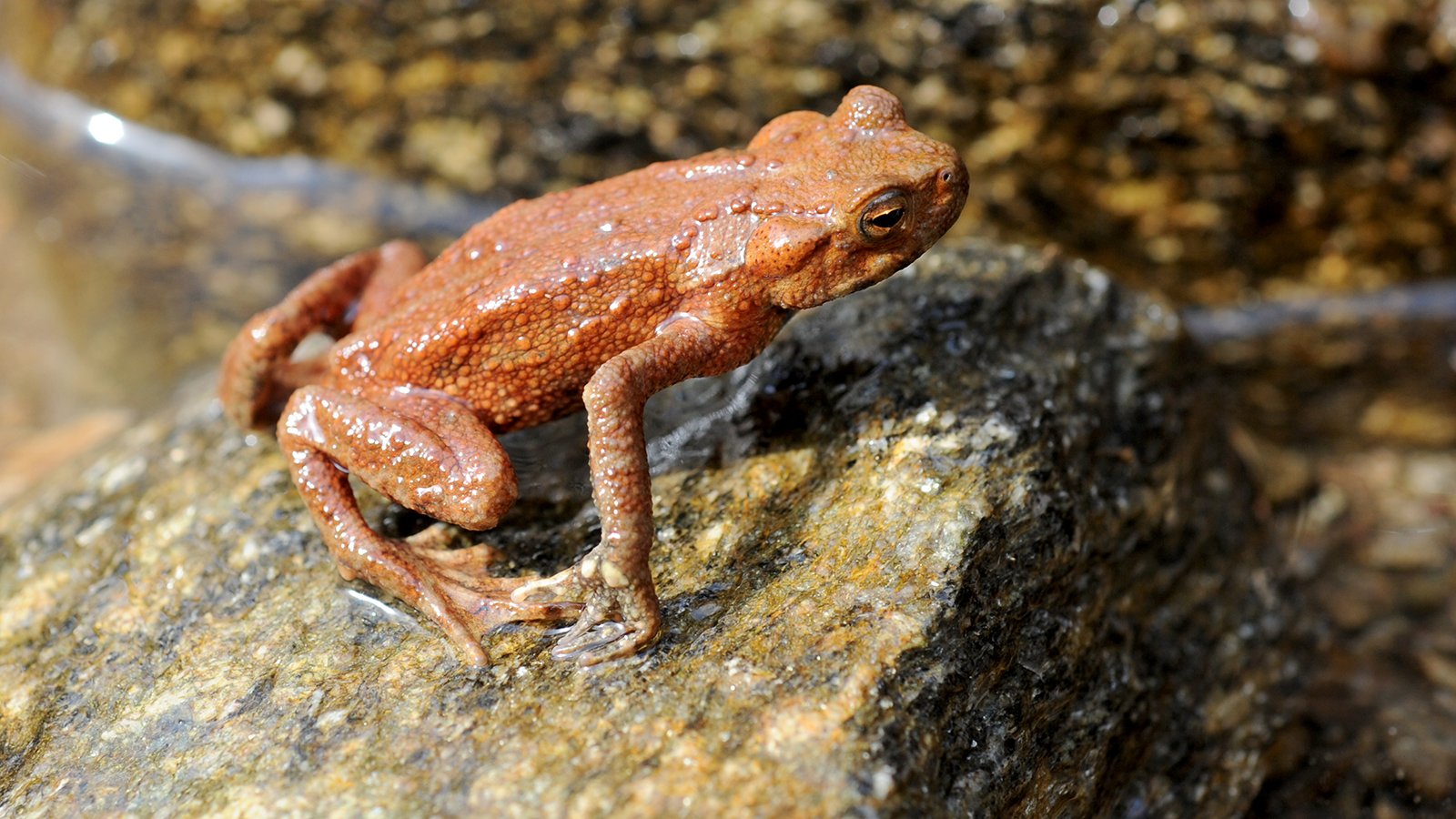 물두꺼비 사진 - 두꺼비과 특징: 몸길이 6~10cm, 매끄러운 피부·녹색·갈색, 물가·