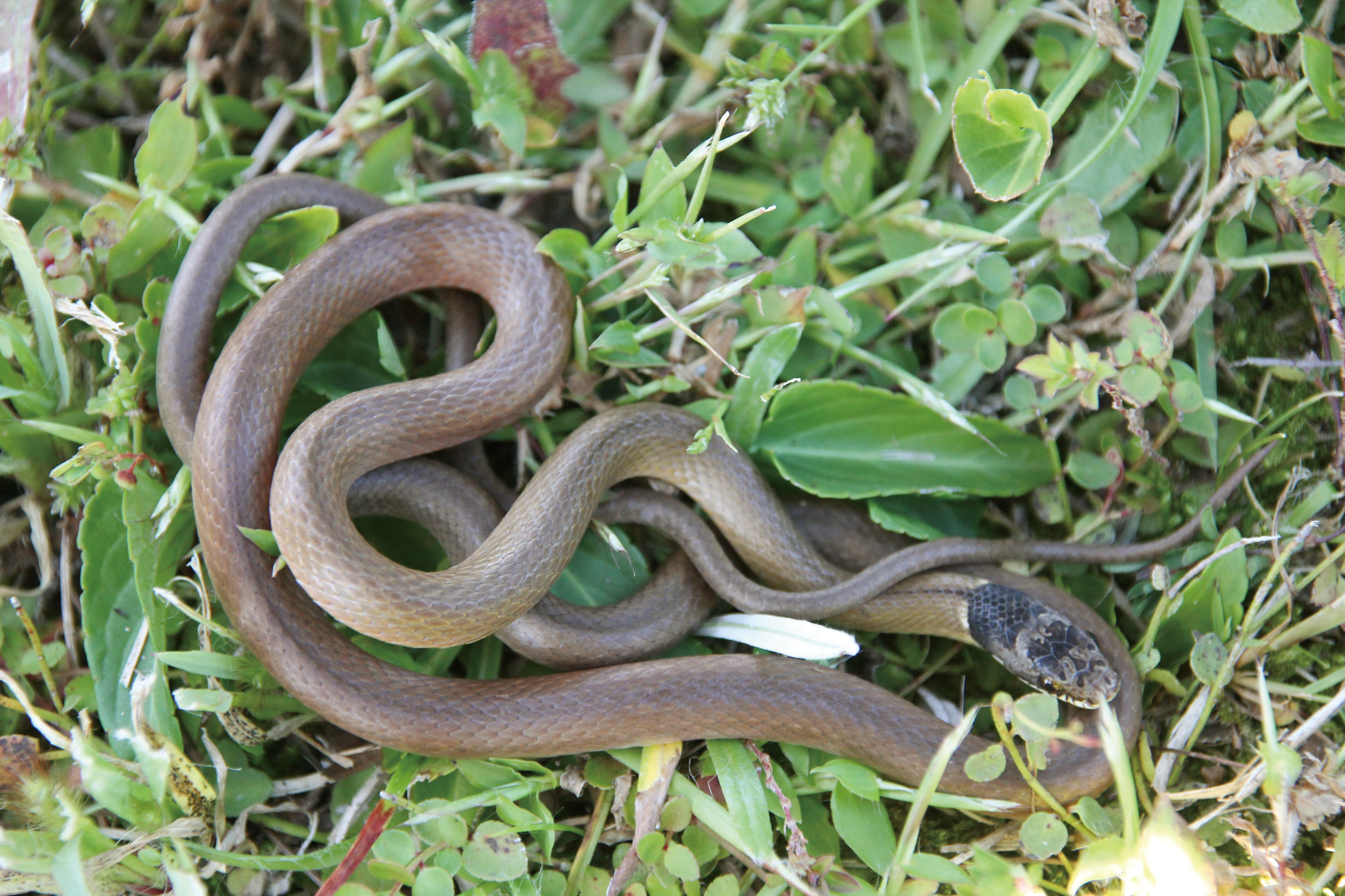 비바리뱀 사진 - 뱀과 특징: 몸길이 50~80cm, 검은·황색 줄무늬, 산림·습지 