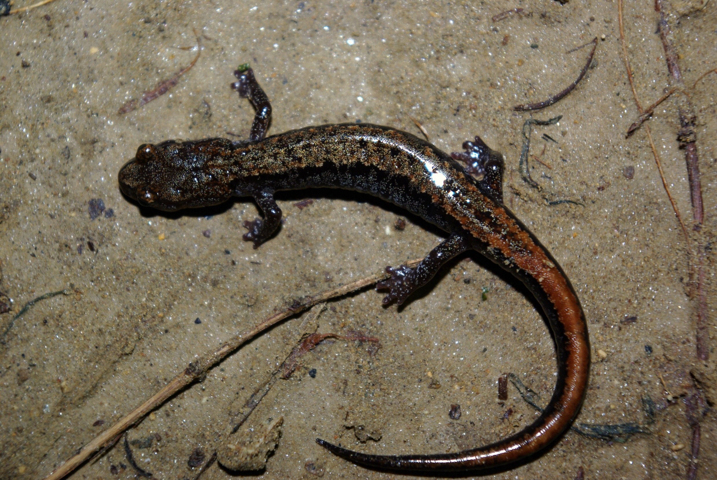 이끼도롱뇽 사진 - 미주도롱뇽과 특징: 몸길이 10cm, 이끼처럼 녹색·점무늬, 산림·습지 서
