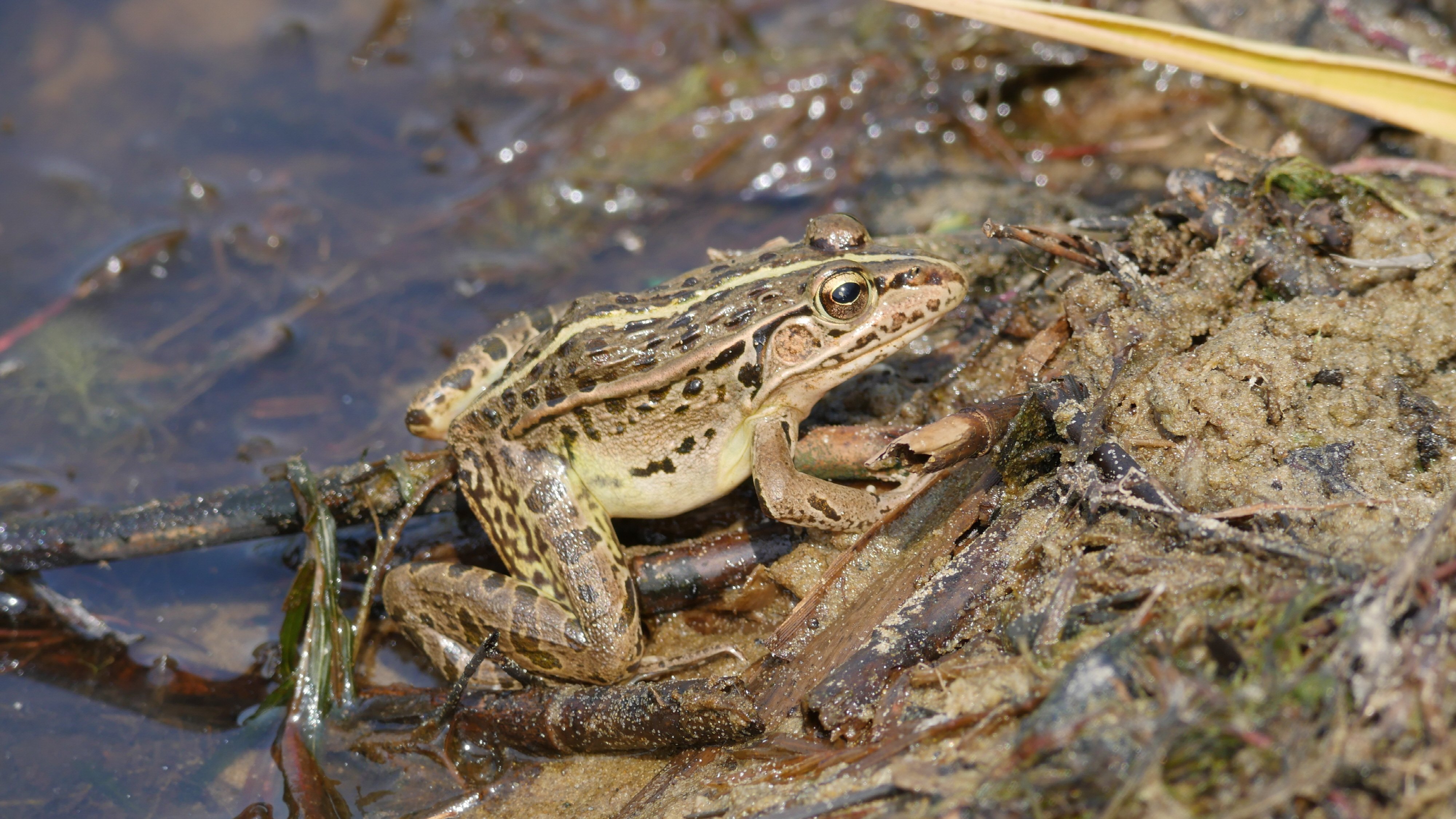 참개구리 사진 - 개구리과 특징: 몸길이 5~7cm, 녹색·갈색 피부·점무늬, 논·습지 