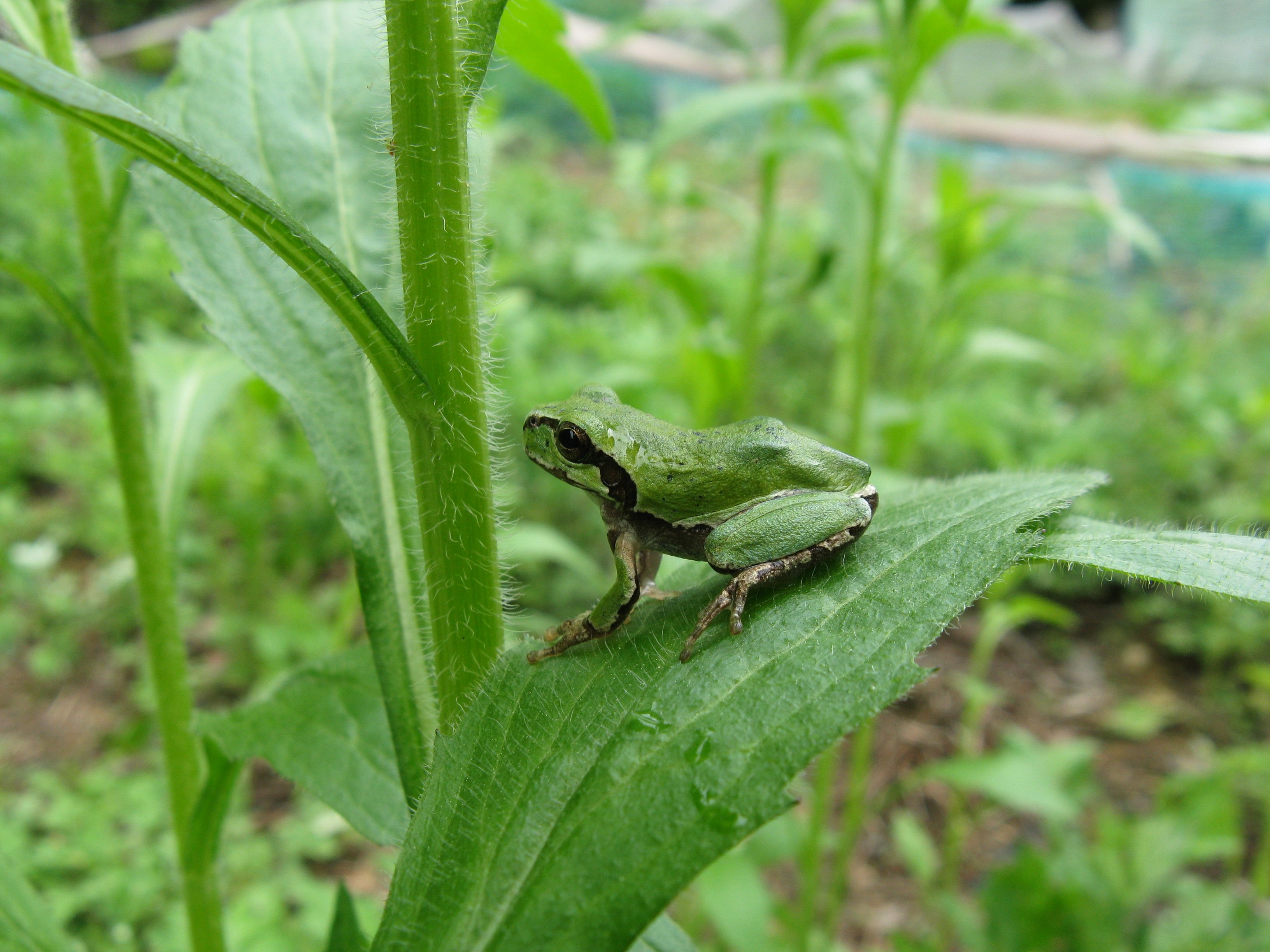 청개구리 사진 - 청개구리과 특징: 몸길이 3~5cm, 녹색 피부·흰 줄무늬, 나무·덤불 