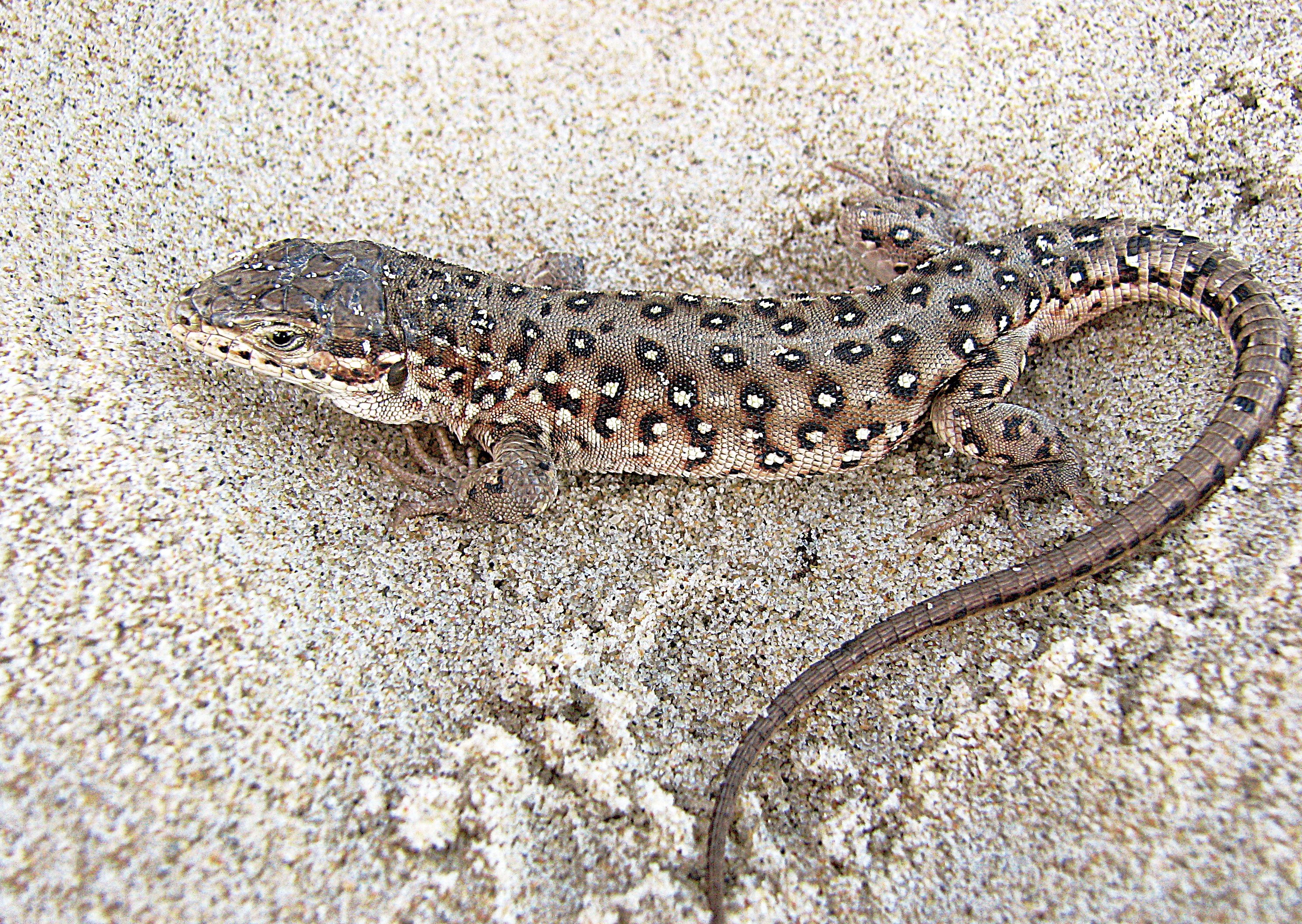 표범장지뱀 사진 - 장지뱀과 특징: 몸길이 15~20cm, 표범 무늬·갈색·검은 점, 초지