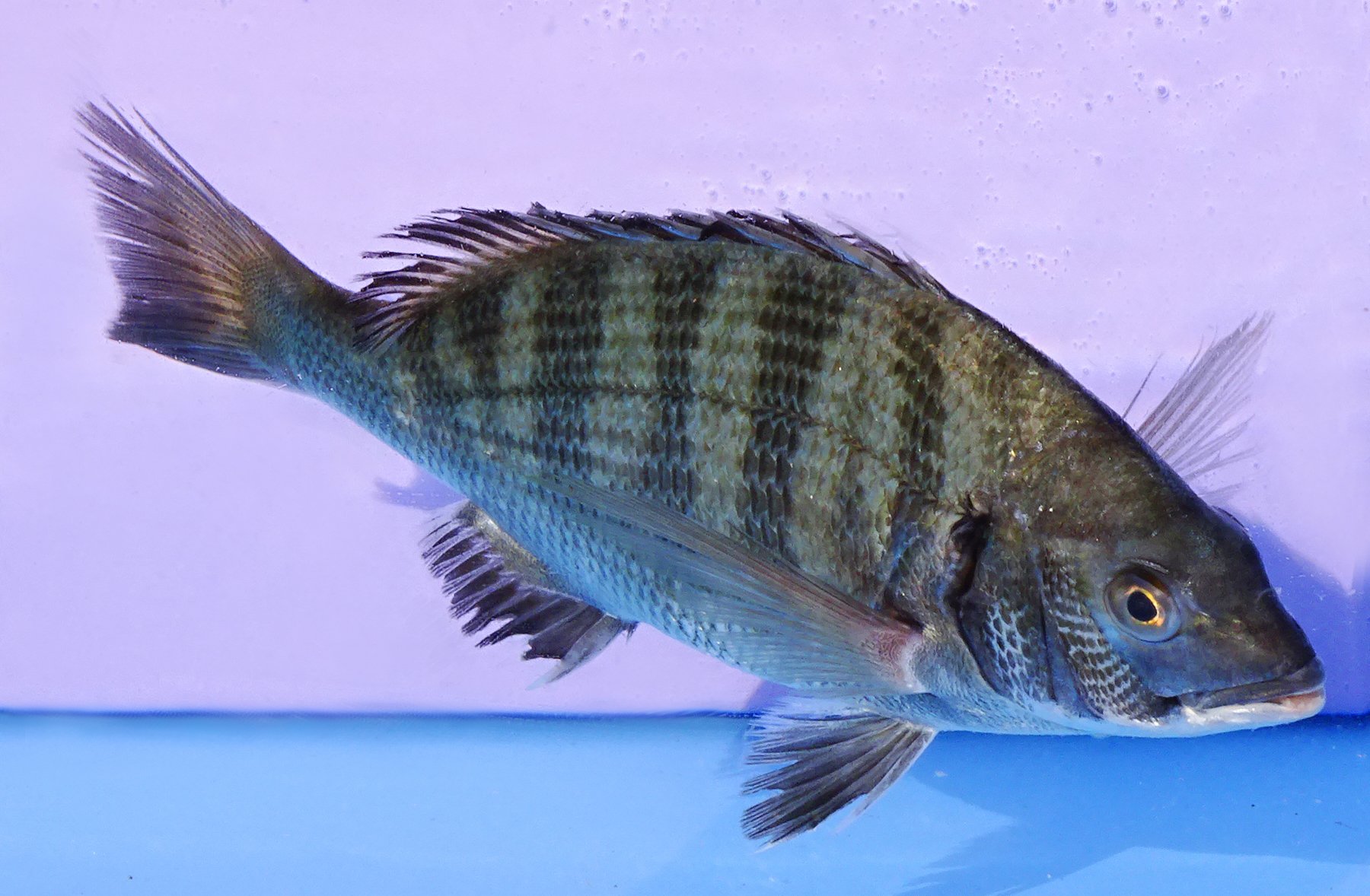 감성돔 사진 - 도미과 특징: 몸길이 30~60cm, 은색 몸·검은 점, 바다·연안 