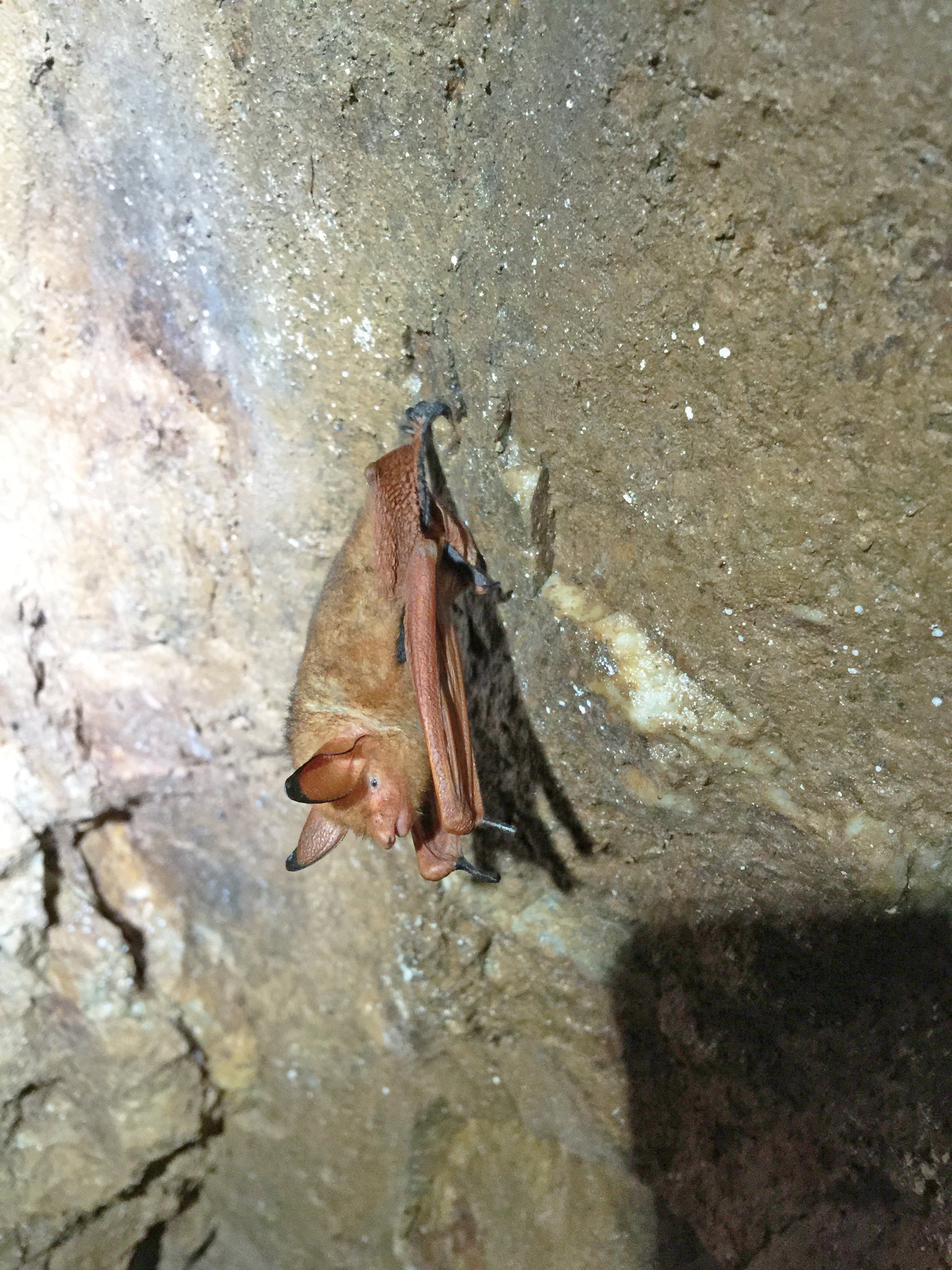 붉은박쥐 사진 - 애기박쥐과 특징: 붉은색 털, 몸길이 4~5cm, 동굴 서식, 초음파 탐