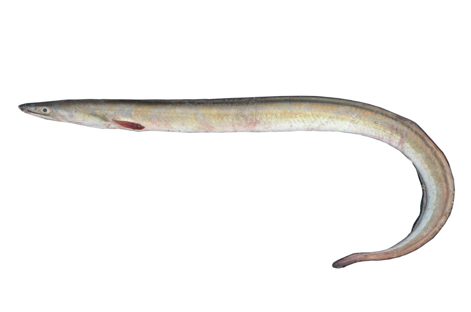 갯장어 사진 - 갯장어과 특징: 몸길이 50~100cm, 뱀처럼 길쭉·점액 많음, 갯벌