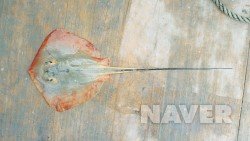 노랑가오리 사진 - 색가오리과 특징: 몸길이 50~100cm, 노란 등·평평한 몸, 바다·연