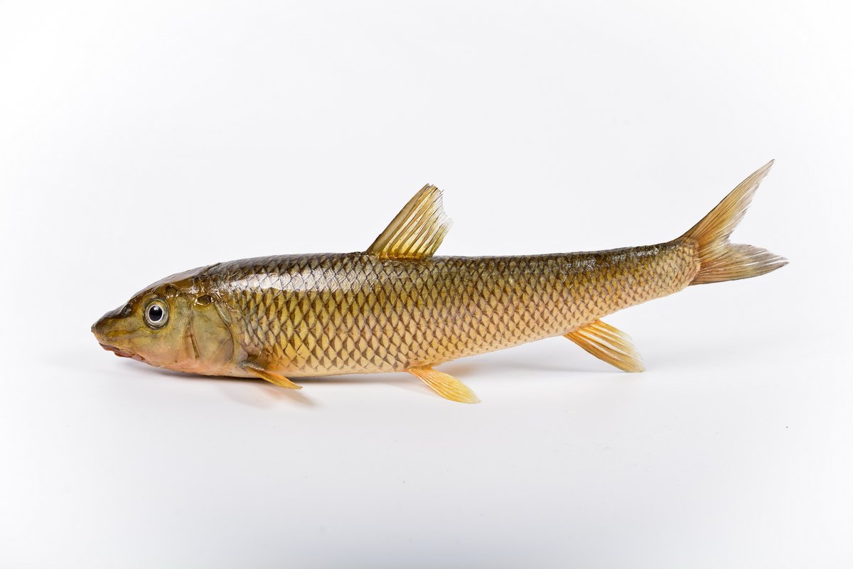 누치 사진 - 잉어과 특징: 몸길이 30~50cm, 은색 몸·길쭉한 형태, 민물·하