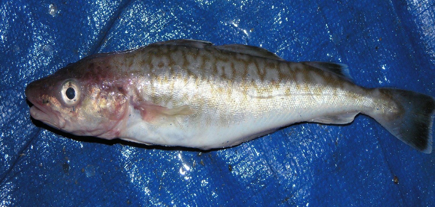 대구 사진 - 대구과 특징: 몸길이 50~100cm, 회색·갈색 몸·수염 있음, 바