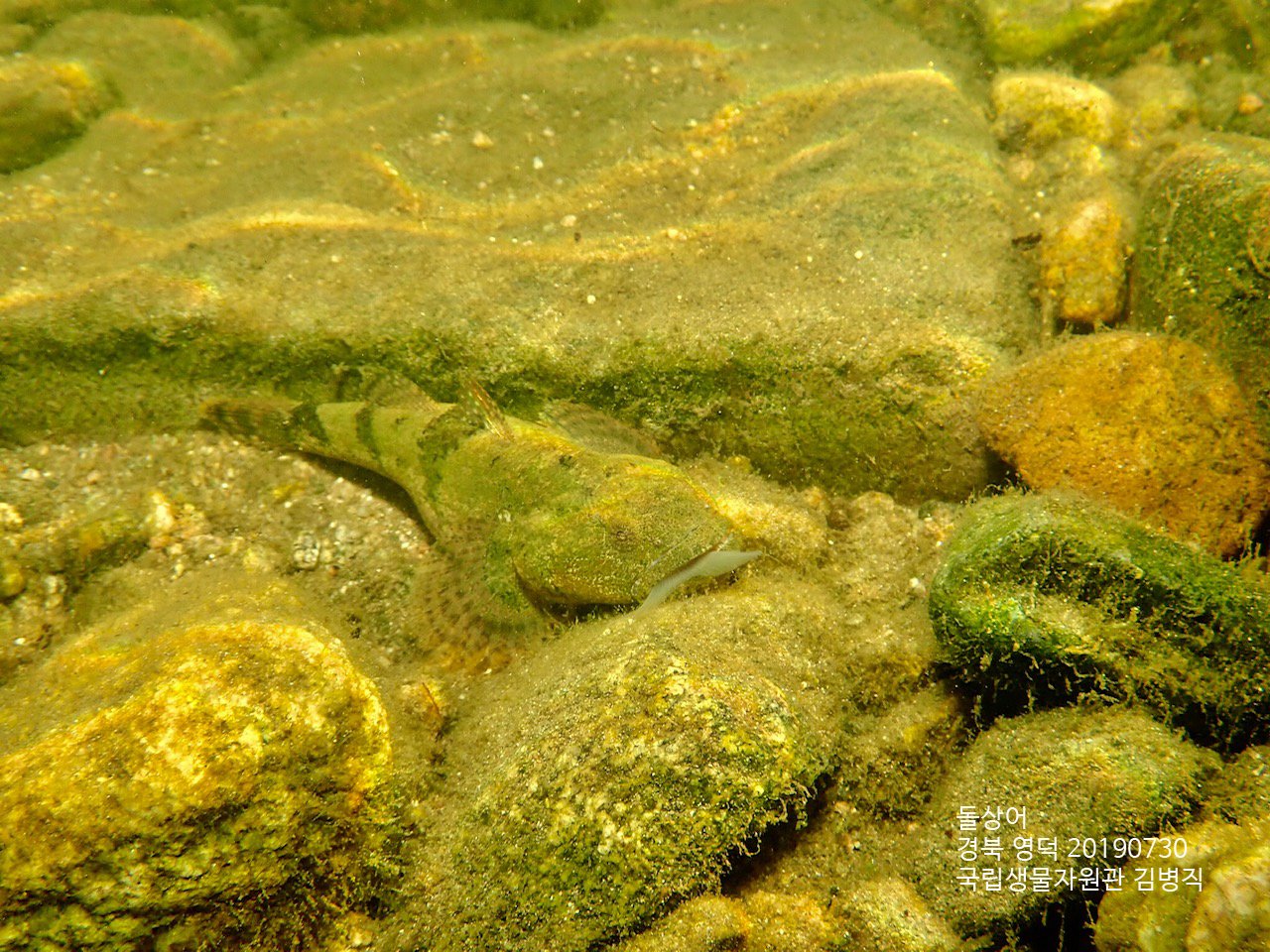 동사리 사진 - 동사리과 특징: 몸길이 15~25cm, 은색·점무늬, 민물·하천 서식,
