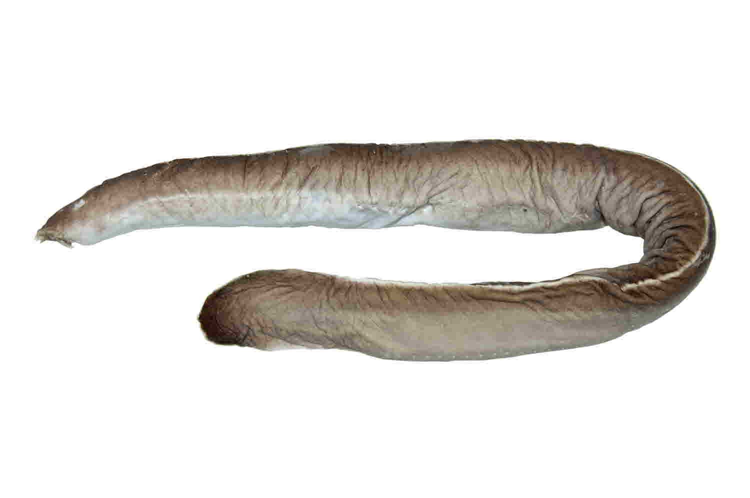 먹장어 사진 - 꾀장어과 특징: 몸길이 50~100cm, 검은·점액 많음, 바다·심해 