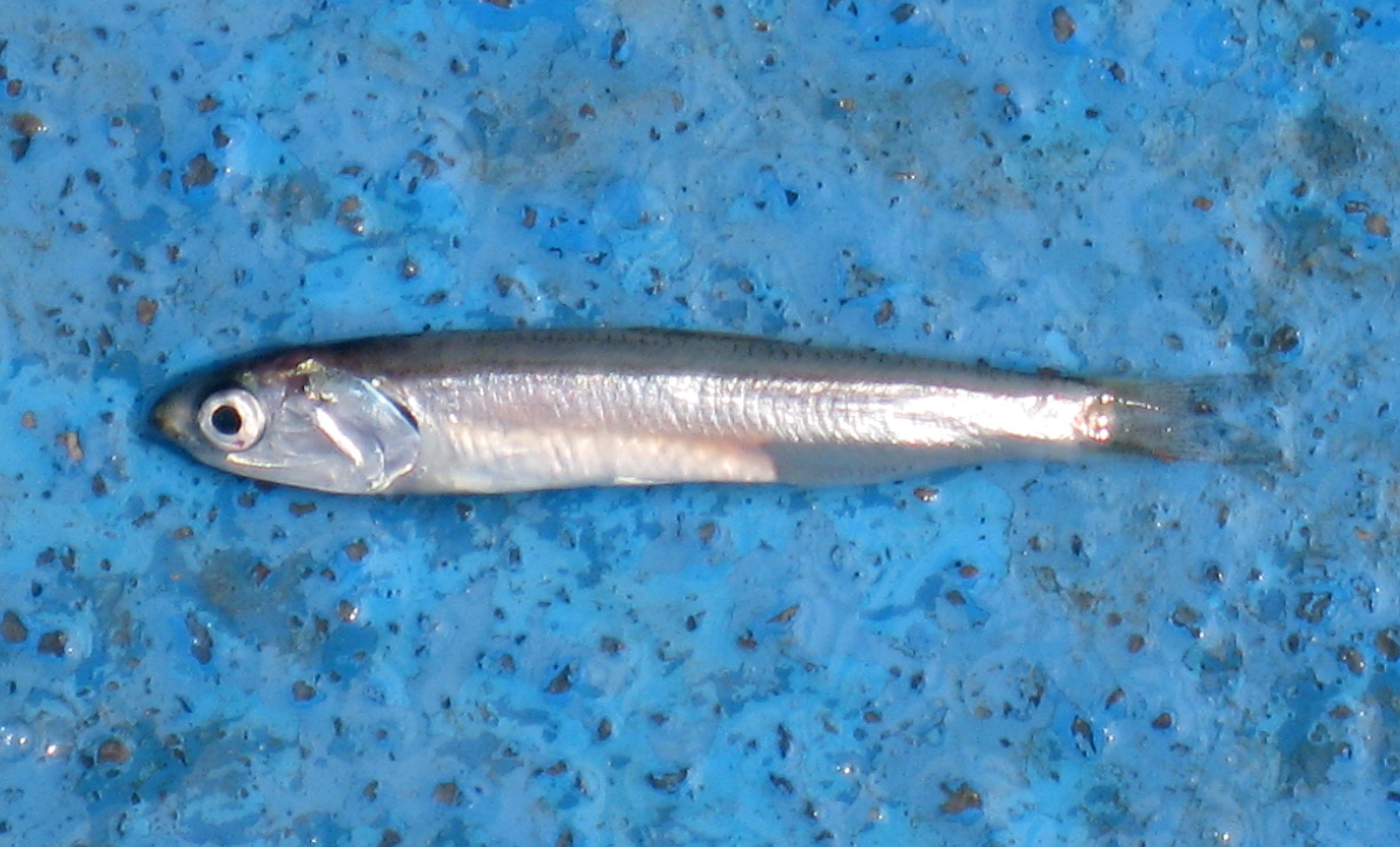 멸치 사진 - 멸치과 특징: 몸길이 10~15cm, 은색·작은 비늘, 바다·연안 서