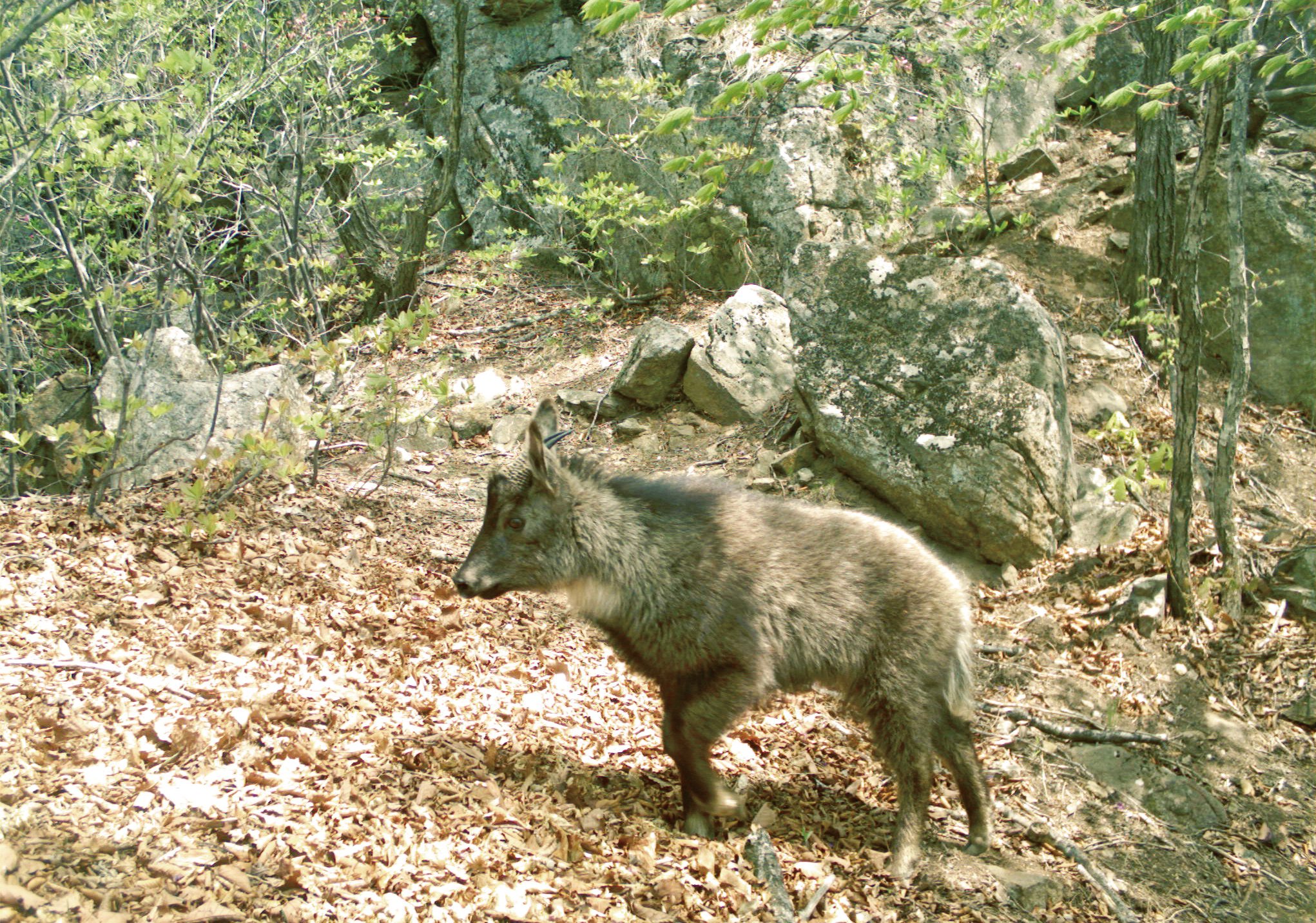 산양 사진 - 소과 특징: 큰 뿔 뒤로 휘어짐, 몸길이 1.2~1.6m, 고산지대