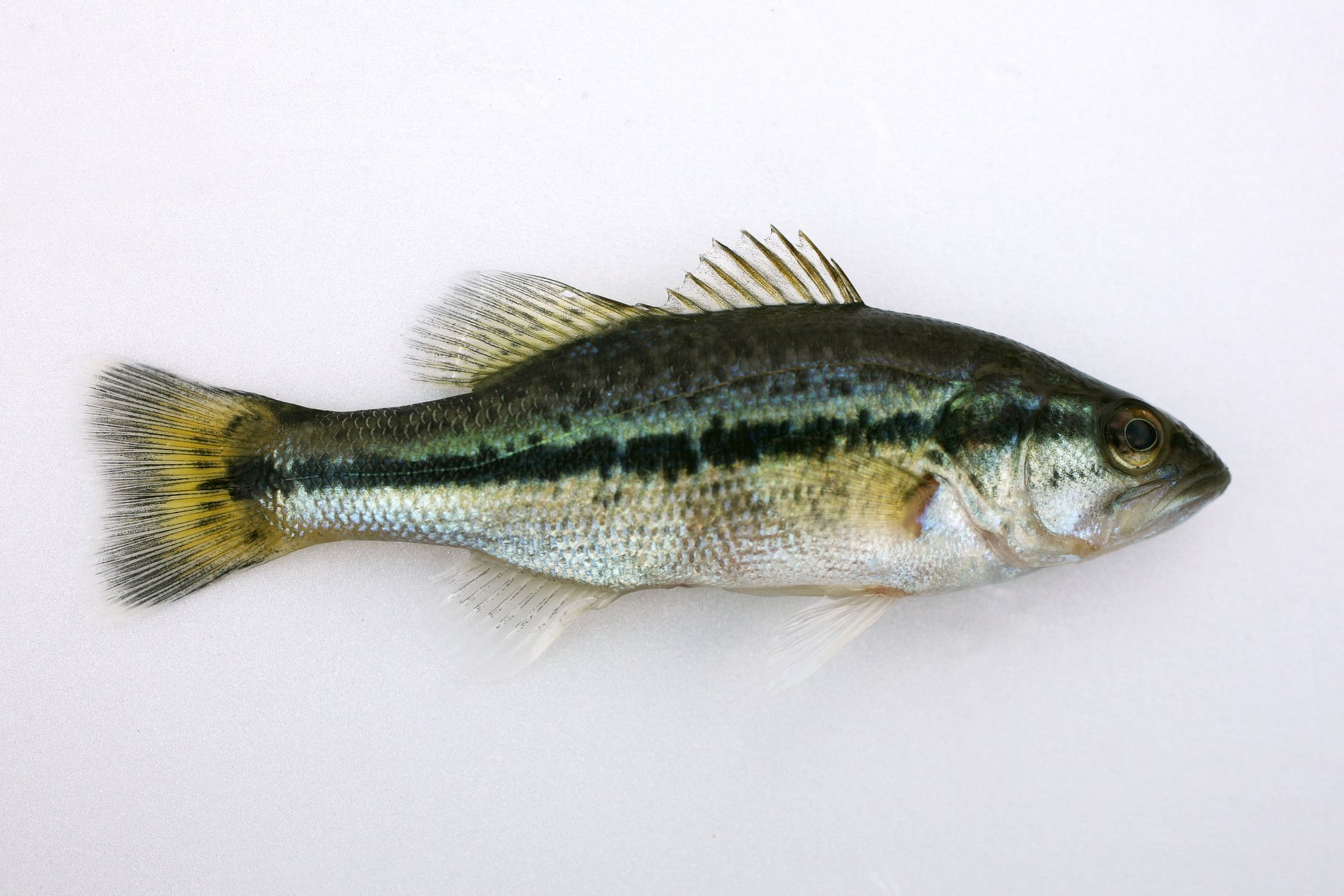 배스 사진 - 검정우럭과 특징: 몸길이 30~50cm, 녹색·검은 줄무늬, 민물·호수 