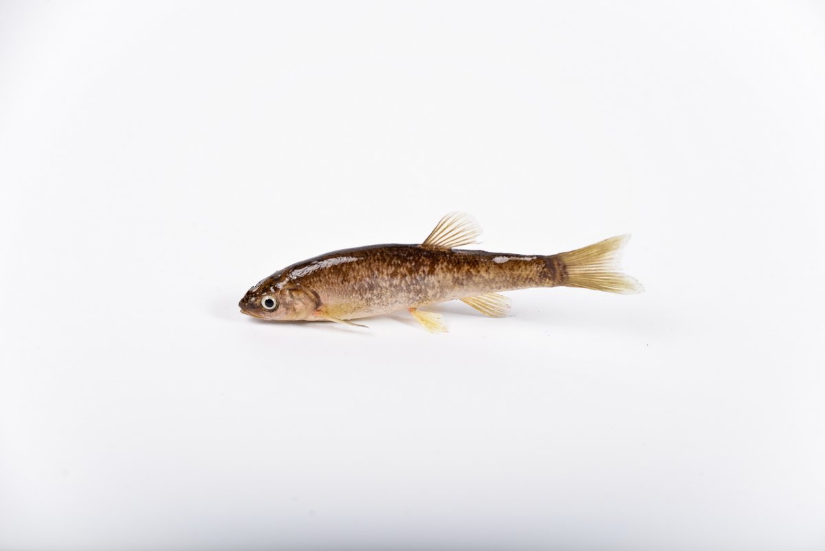 버들치 사진 - 잉어과 특징: 몸길이 10~15cm, 은색·작은 비늘, 민물·하천 서