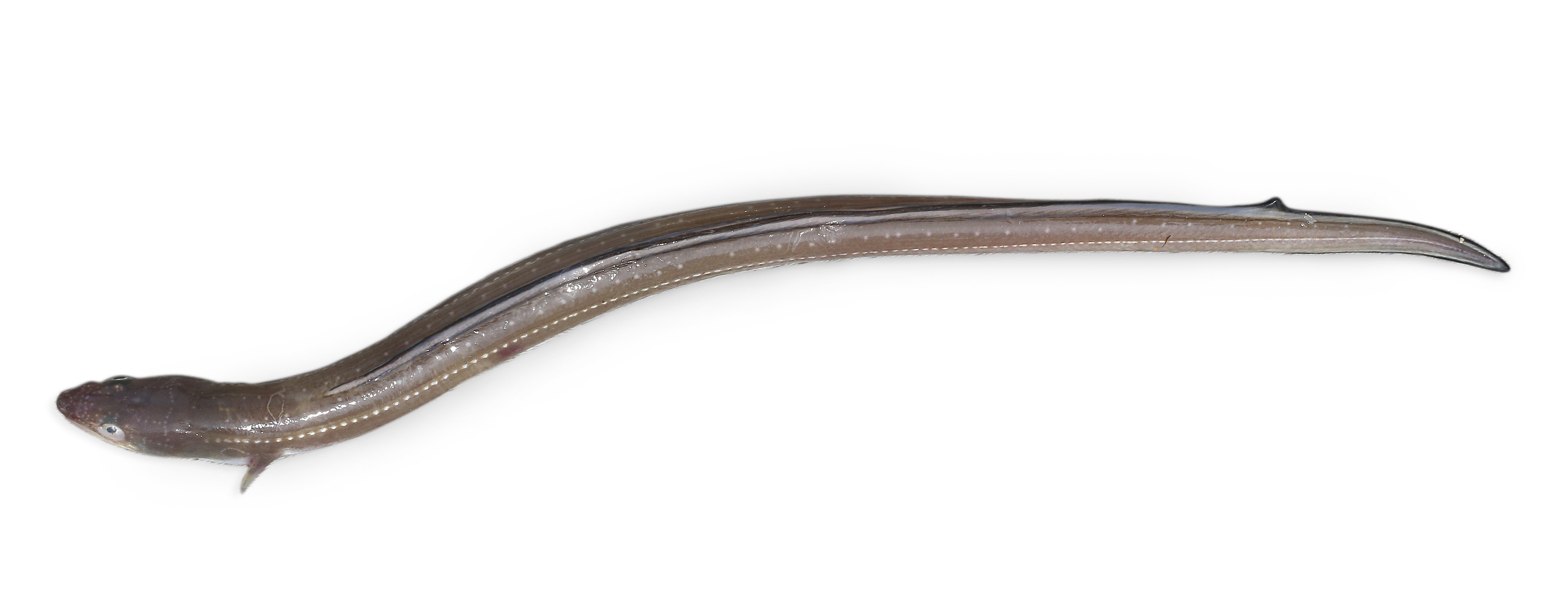 붕장어 사진 - 붕장어과 특징: 몸길이 50~100cm, 붕어 모양·길쭉, 민물·바다 