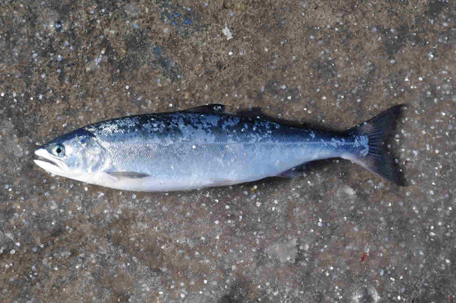 산천어 사진 - 연어과 특징: 몸길이 20~40cm, 붉은 반점·은색, 청정 산천 서