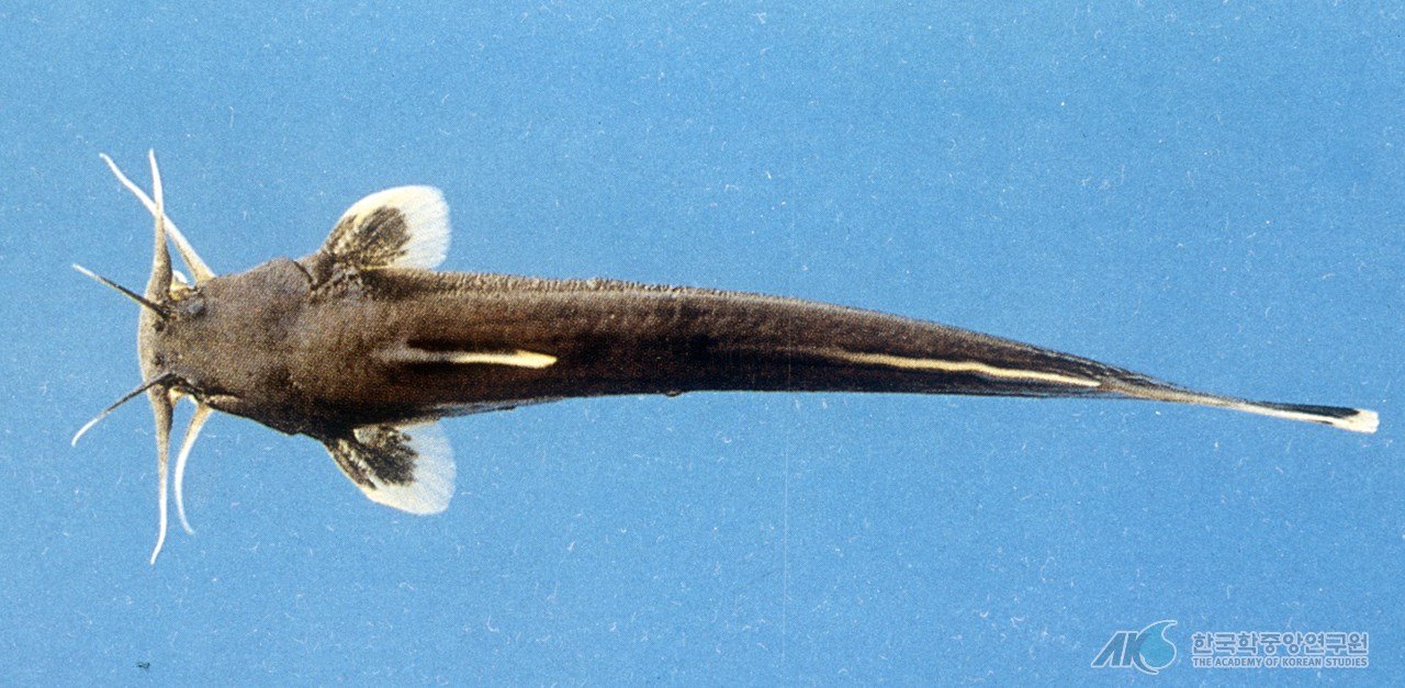 자가사리 사진 - 퉁가리과 특징: 몸길이 10~20cm, 은색·길쭉한 몸, 민물·하천 서