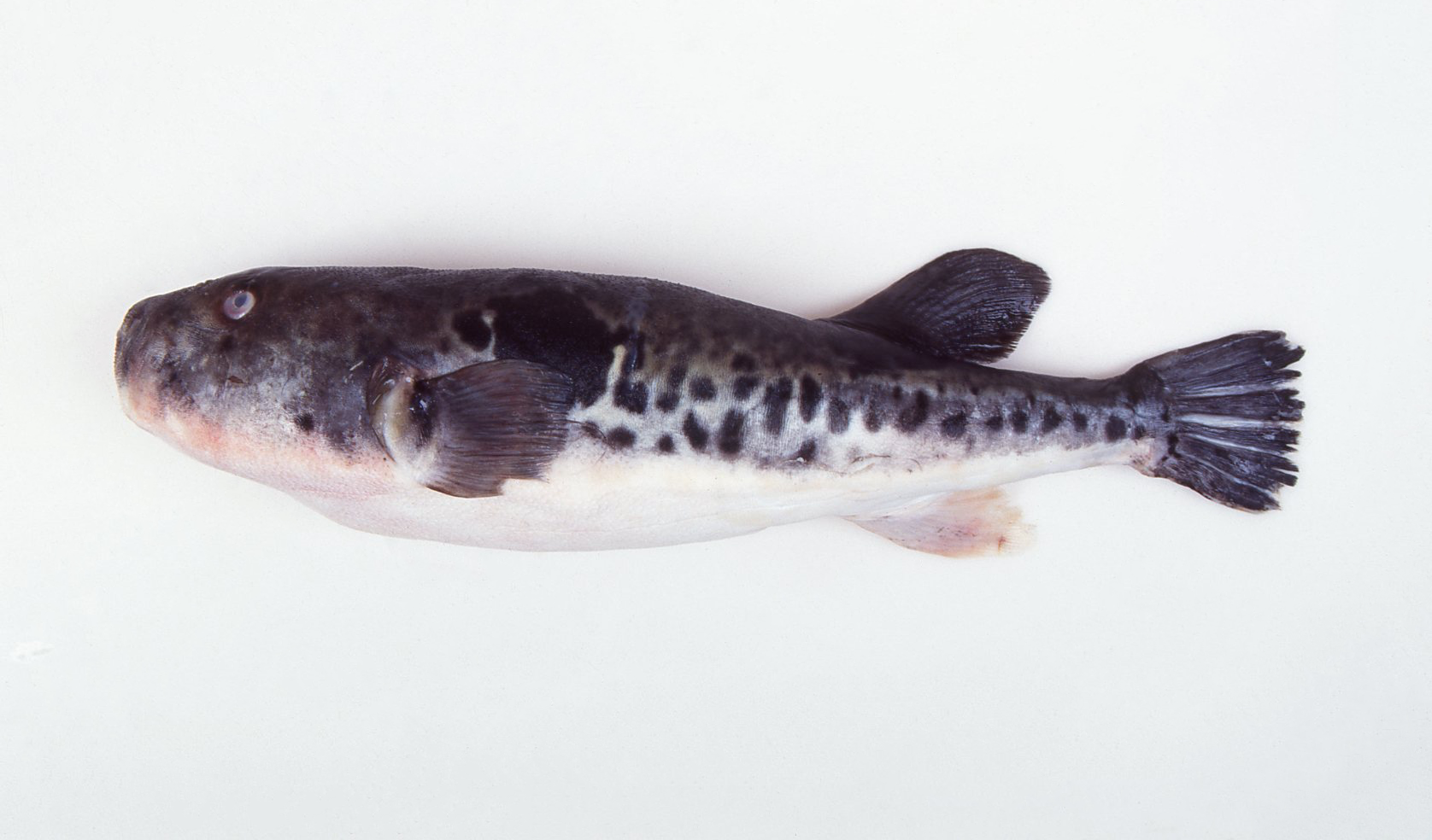 자주복 사진 - 참복과 특징: 몸길이 20~40cm, 자주색·검은 무늬, 바다·연안 