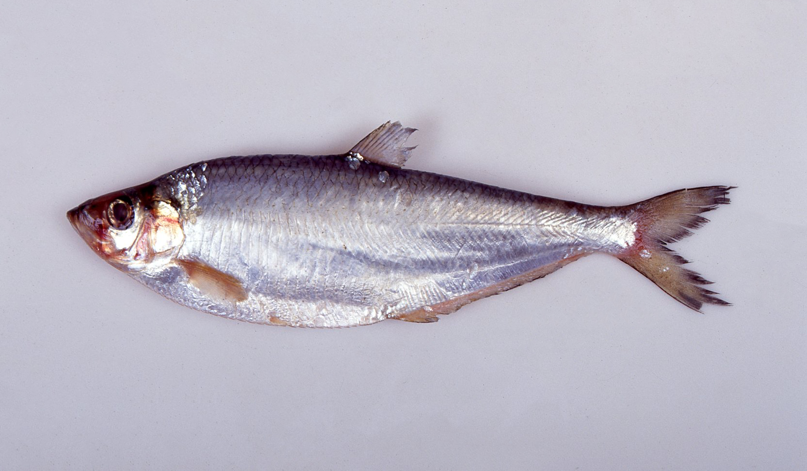 준치 사진 - 청어과 특징: 몸길이 20~40cm, 은색·길쭉한 몸, 바다·연안 서