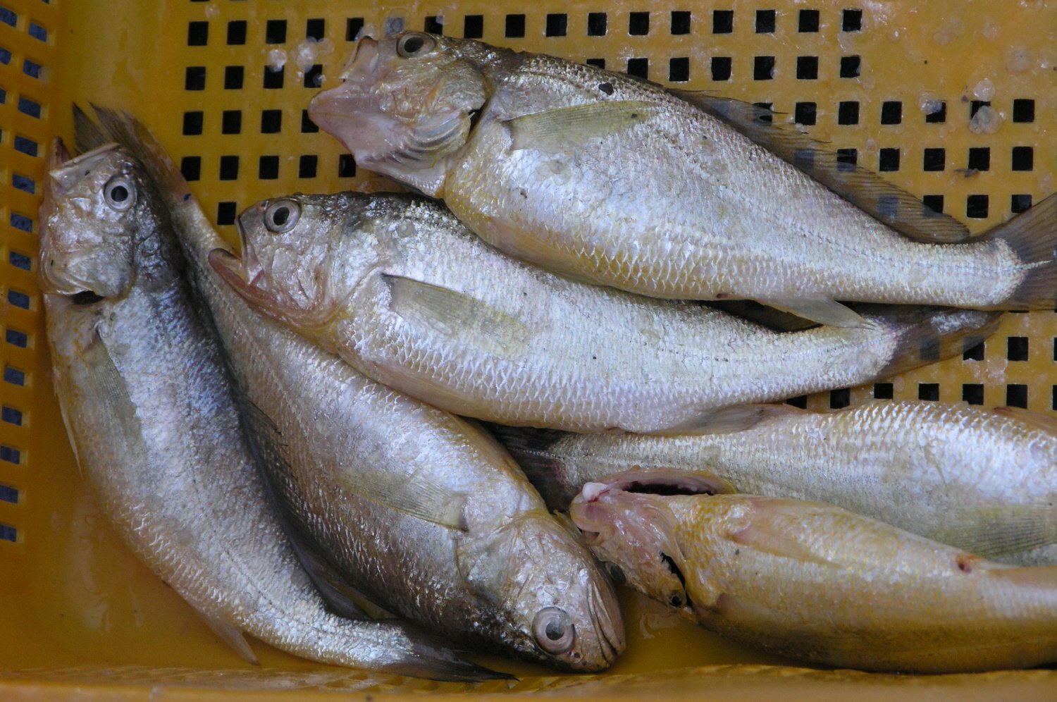 참조기 사진 - 민어과 특징: 몸길이 30~50cm, 은색·황금빛, 바다·연안 서식,