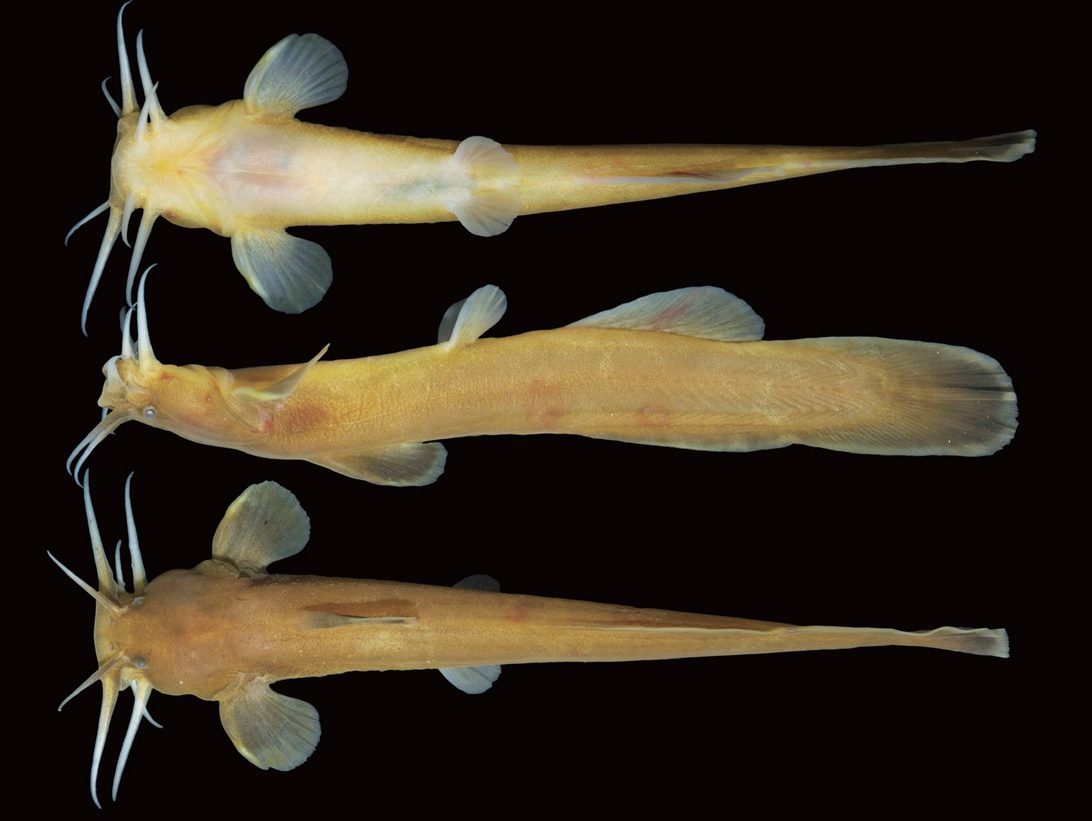 퉁가리 사진 - 퉁가리 특징: 몸길이 15~25cm, 퉁퉁한 몸·갈색, 민물·하천 바