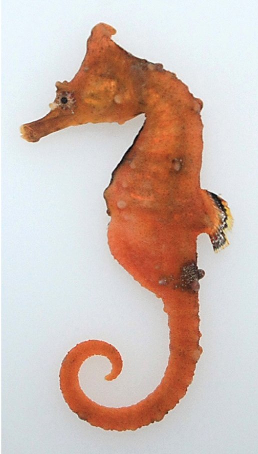 해마 사진 - 실고기과 특징: 몸길이 10~20cm, 말 머리 모양·꼬리 말림, 바다