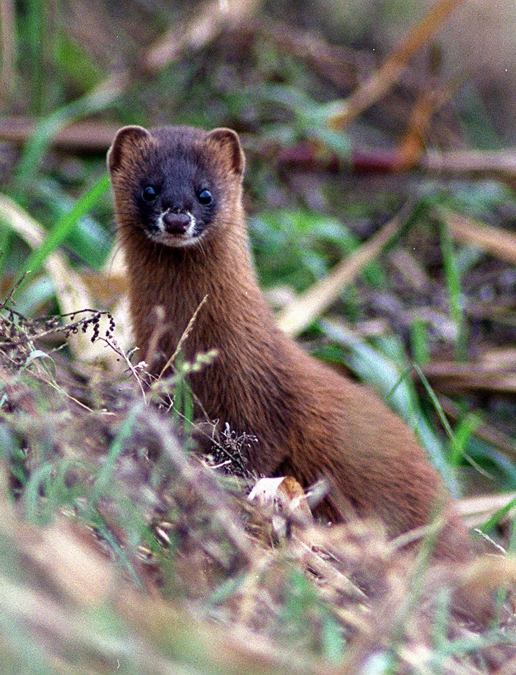 족제비 사진 - 족제비과 특징: 몸길이 20~30cm, 긴 몸통·짧은 다리, 목·가슴 