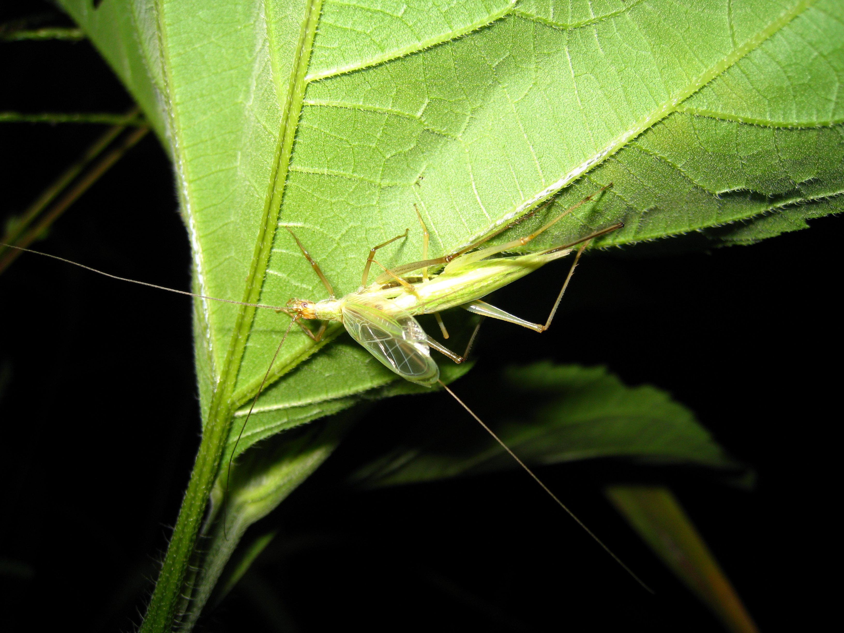긴꼬리 사진 - 귀뚜라미과 특징: 꼬리 길음, 습지·연못 서식, 비행 능력