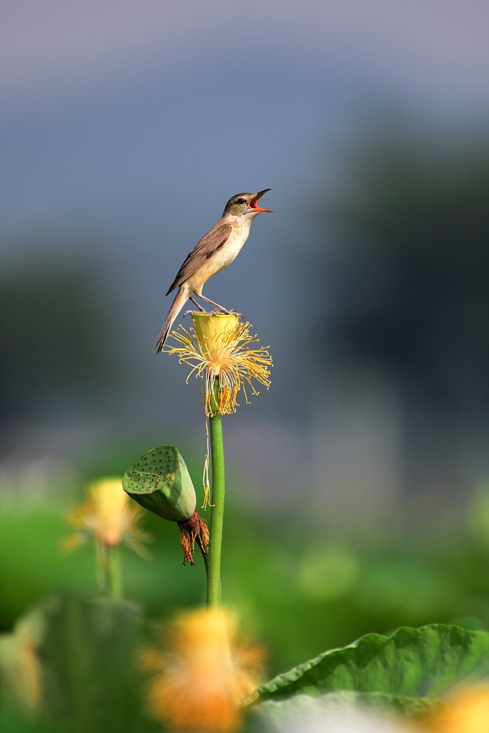 개개비 사진 - 휘파람새과 특징: 몸길이 13~15cm, 갈색 등·흰 눈썹선, 숲·덤불 