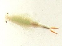 풍년새우 사진 - 가지머리풍년새우과 특징: 풍년 무늬·새우, 바다·갯벌 서식, 경제종·맛 좋음