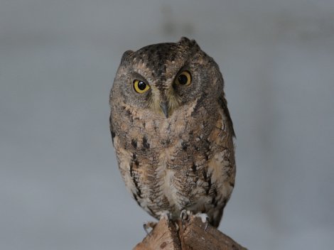 소쩍새 사진 - 올빼미과 특징: 몸길이 20cm, 귀 모양 깃·노란 눈, 숲 서식, 야